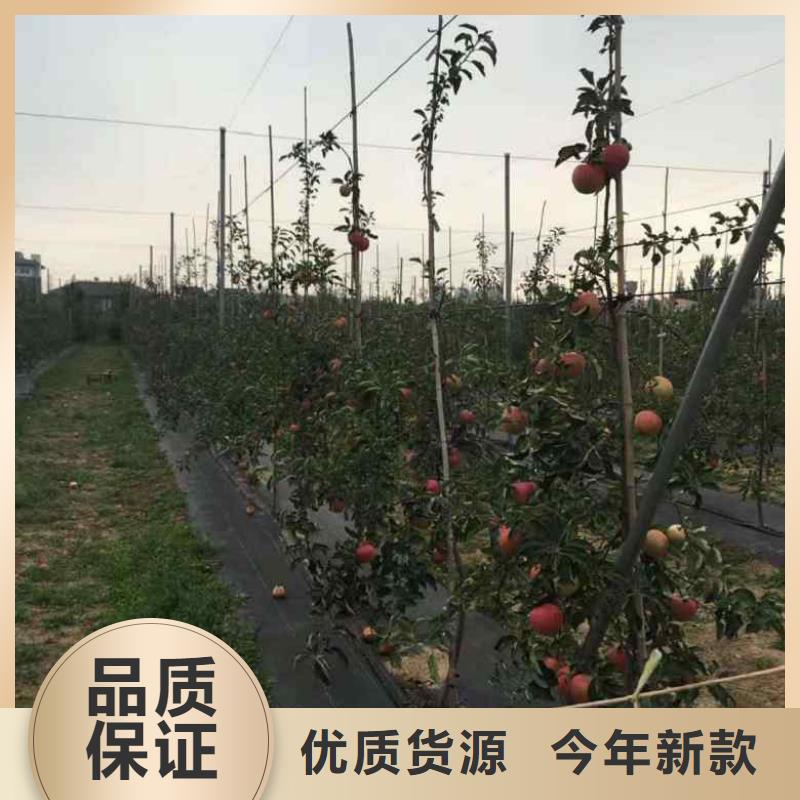 苹果苗-梨树苗好产品好服务