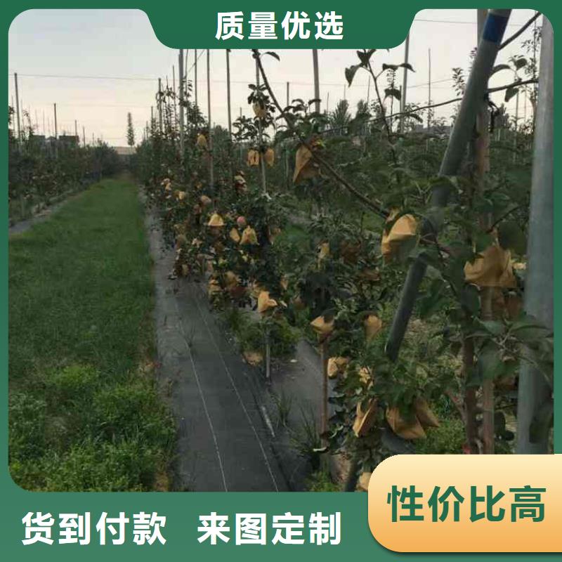 【追求细节品质 苹果苗_核桃苗免费获取报价】-云商赢企