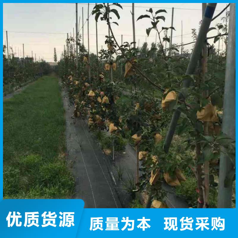 【 苹果苗 板栗苗多年经验值得信赖】-兴海苗木种植社(洛阳市分公司)-云商赢企