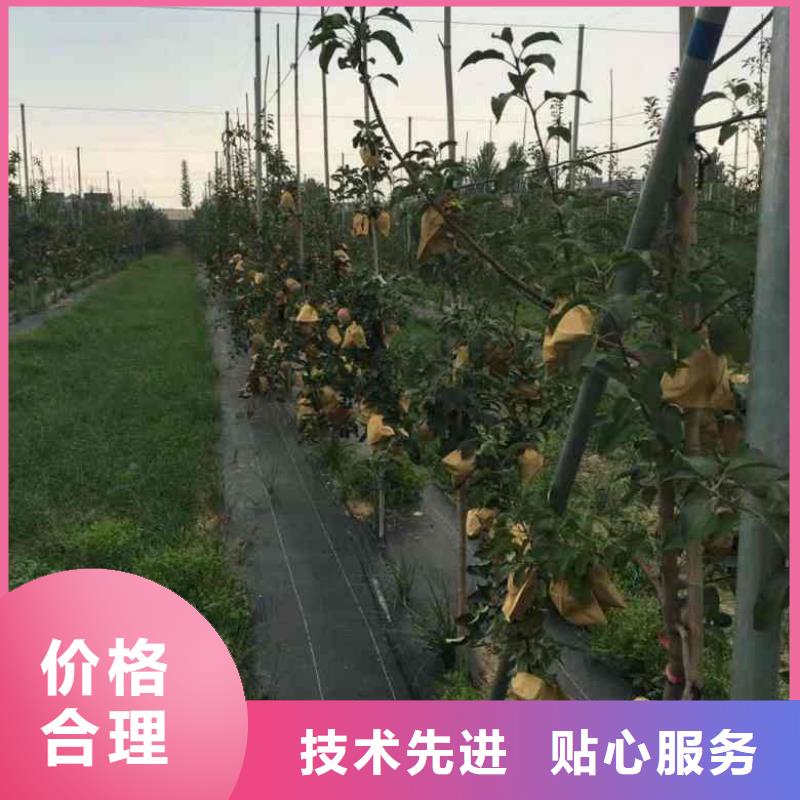 宁波定制苹果苗板栗苗自主研发