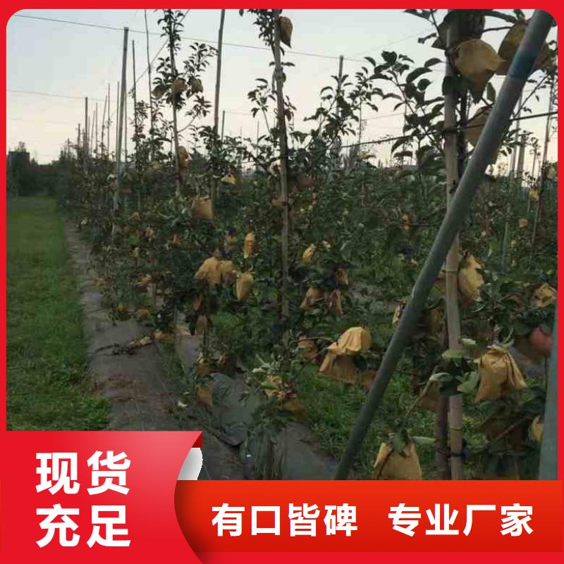 苹果苗【葡萄苗】质量上乘