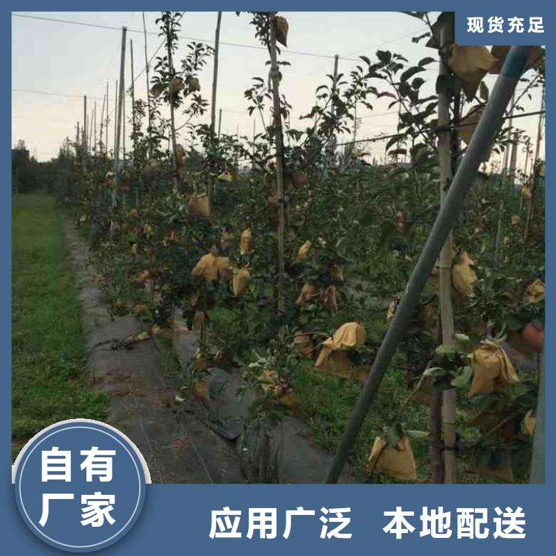 【追求细节品质 苹果苗_核桃苗免费获取报价】-云商赢企