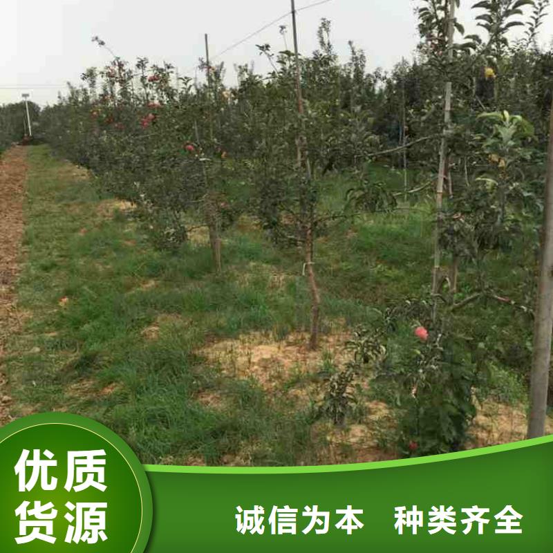 苹果苗花椒苗专业生产制造厂