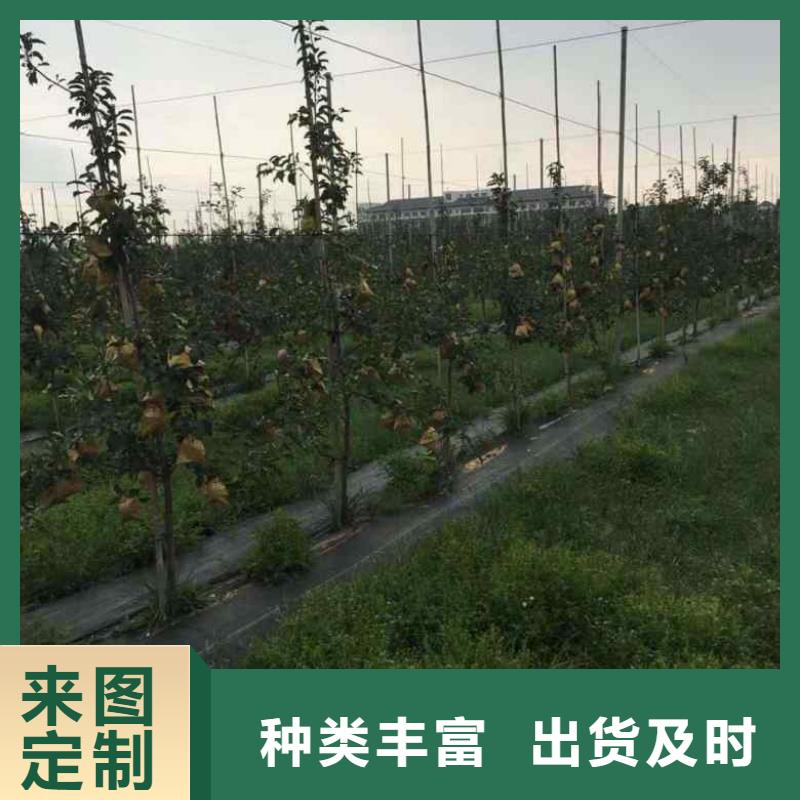 苹果苗【葡萄苗】质量上乘