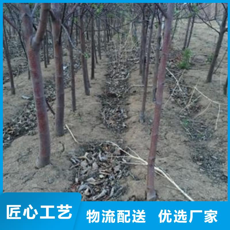 苹果苗一个起售