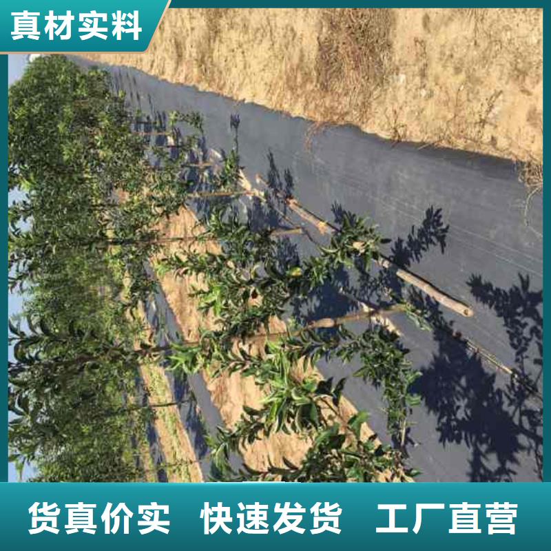 【追求细节品质 苹果苗_核桃苗免费获取报价】-云商赢企