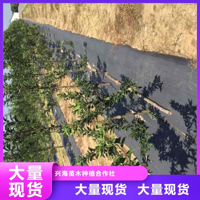 【苹果苗-梨树苗实力厂商】