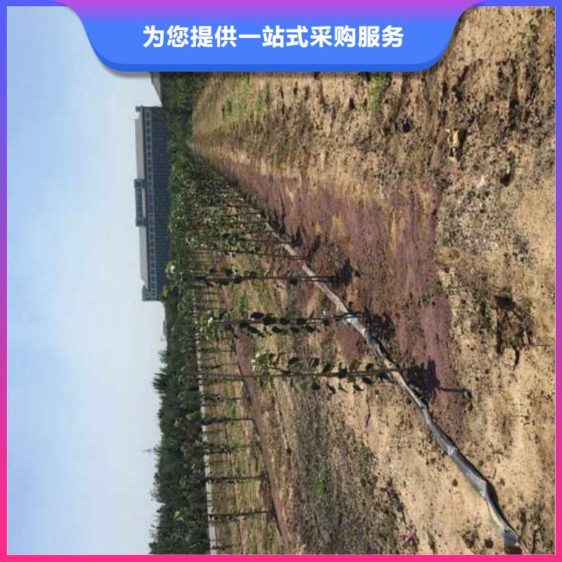 【 苹果苗 板栗苗多年经验值得信赖】-兴海苗木种植社(洛阳市分公司)-云商赢企