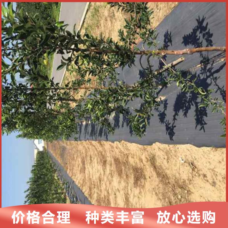 【追求细节品质 苹果苗_核桃苗免费获取报价】-云商赢企