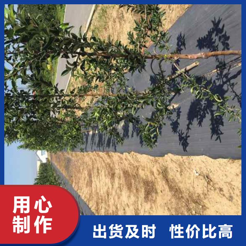 【 苹果苗 板栗苗多年经验值得信赖】-兴海苗木种植社(洛阳市分公司)-云商赢企