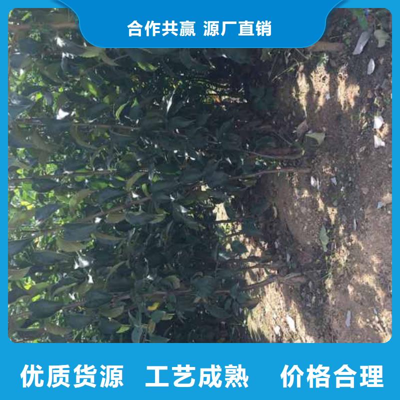 苹果苗-梨树苗好产品好服务