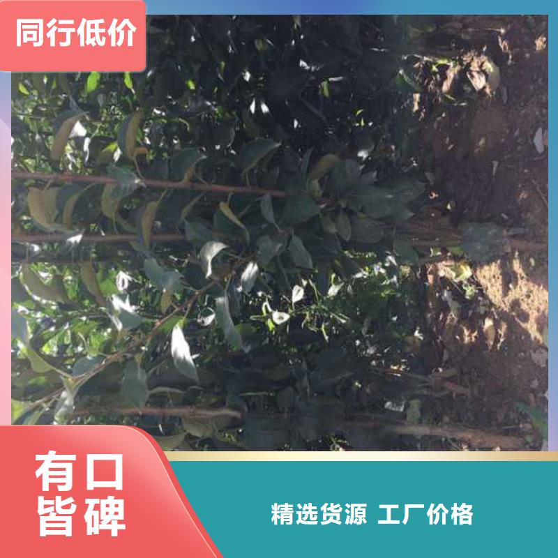 【苹果苗】-板栗苗产地批发兴海