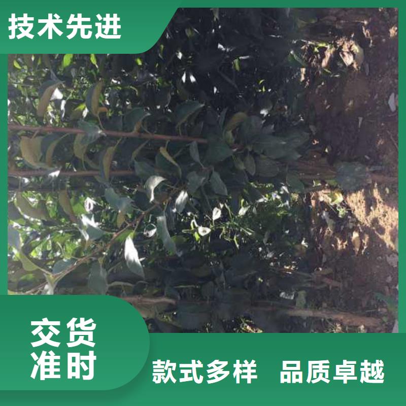 【追求细节品质 苹果苗_核桃苗免费获取报价】-云商赢企