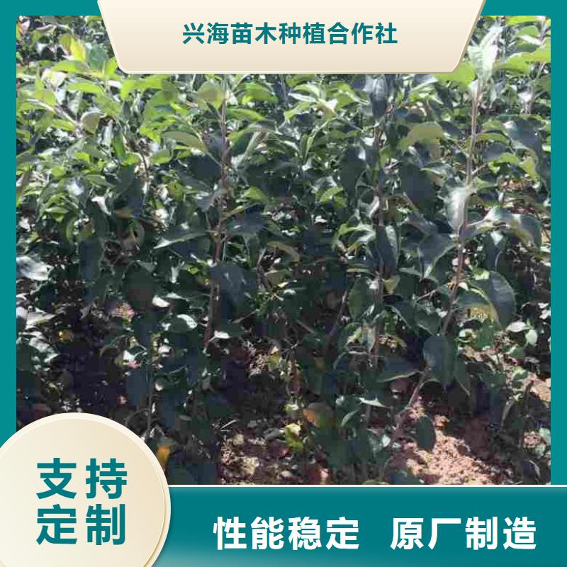 苹果苗_桃树苗用心制作