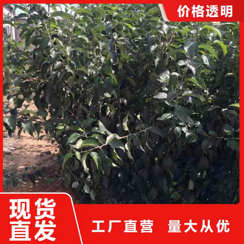 【苹果苗】-板栗苗产地批发兴海