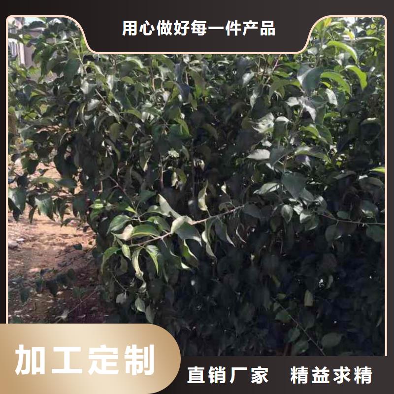 苹果苗板栗苗品质可靠