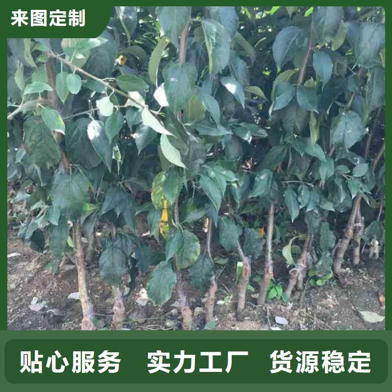 【苹果苗】梨树苗自有厂家