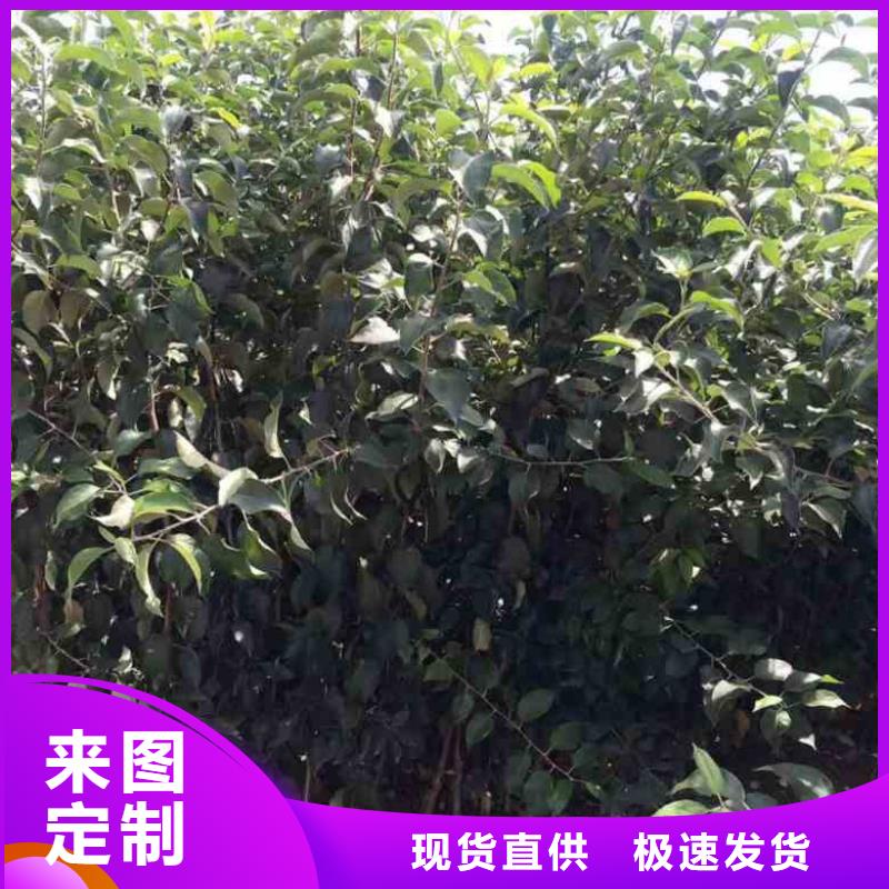 苹果苗山楂苗厂家拥有先进的设备