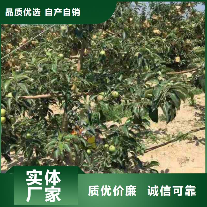 苹果苗-梨树苗好产品好服务