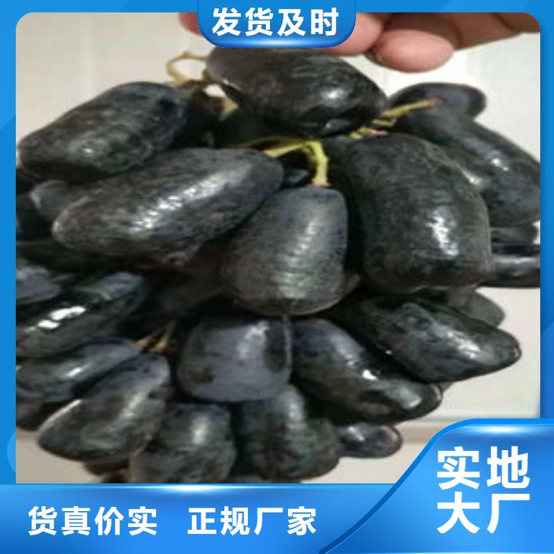 【葡萄苗】-花椒苗专业完善售后覆盖范围含|右玉|山阴|临汾|忻州|运城|吕梁|晋中|大同