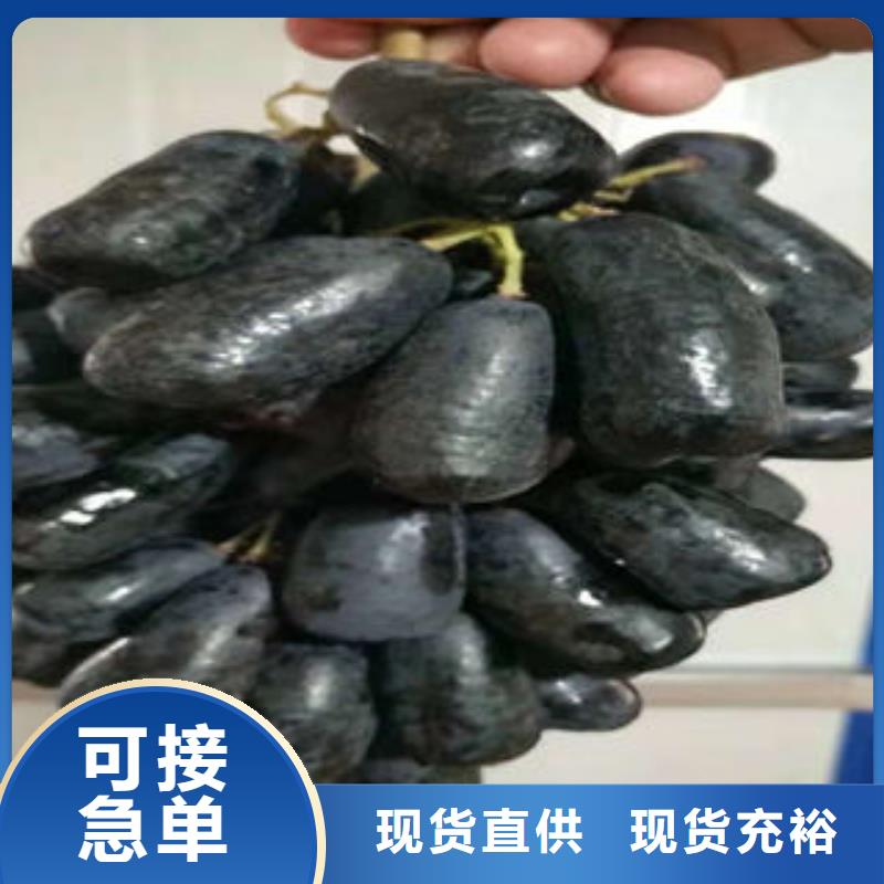 葡萄苗苹果苗优质材料厂家直销