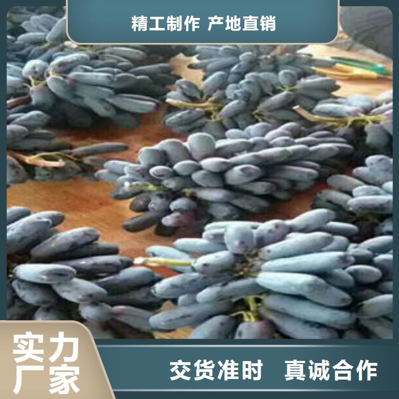 兴海葡萄苗_【李子苗】放心购