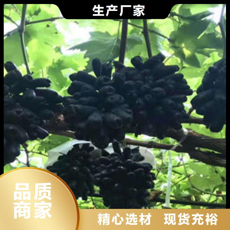 货源葡萄苗 【李子苗】源厂定制