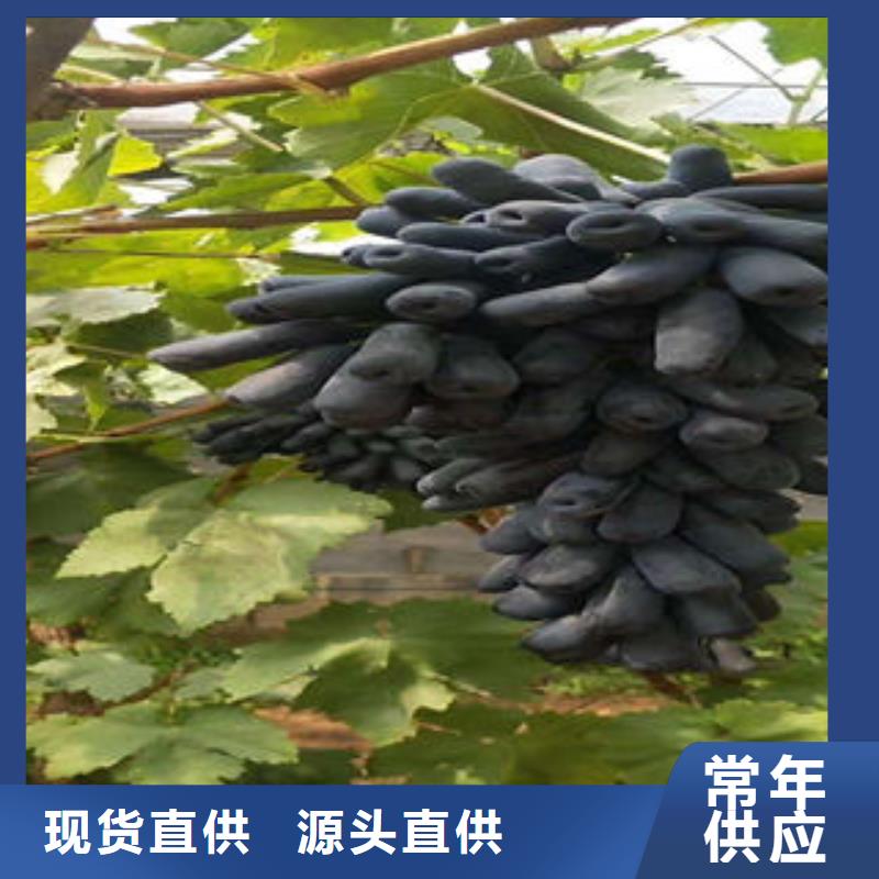 葡萄苗板栗苗精挑细选好货