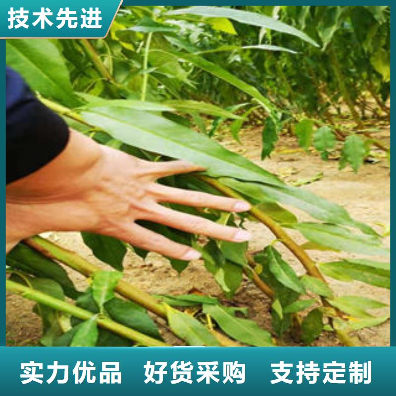 葡萄苗苹果苗优质材料厂家直销