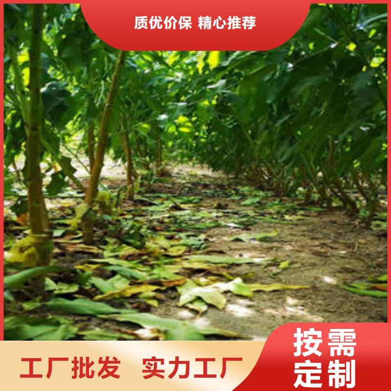 葡萄苗桃树苗产地批发