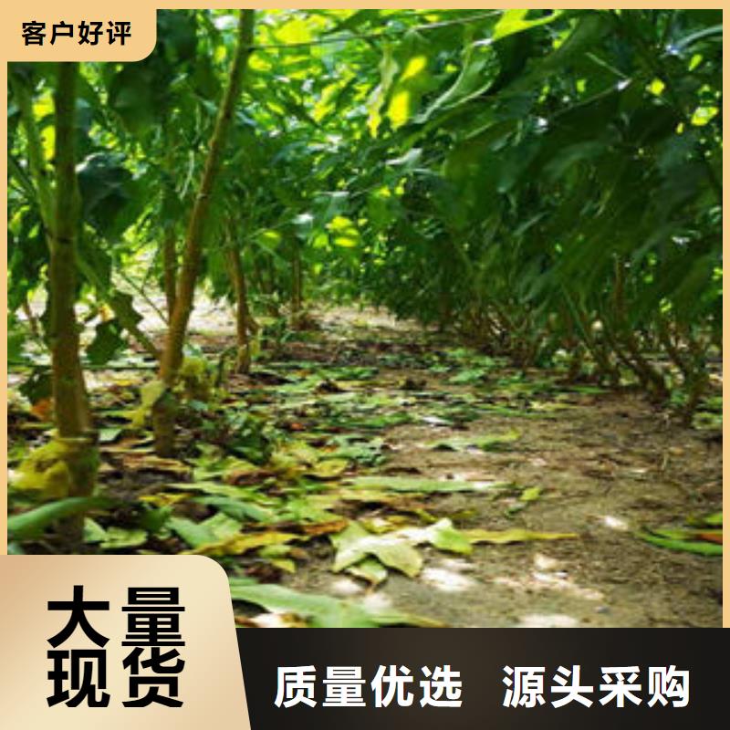 葡萄苗苹果苗优质材料厂家直销