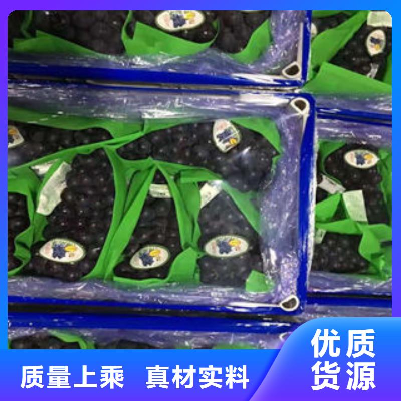 【葡萄苗山楂苗一手货源源头厂家】