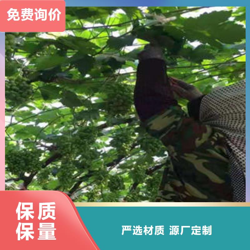 葡萄苗桃树苗产地批发