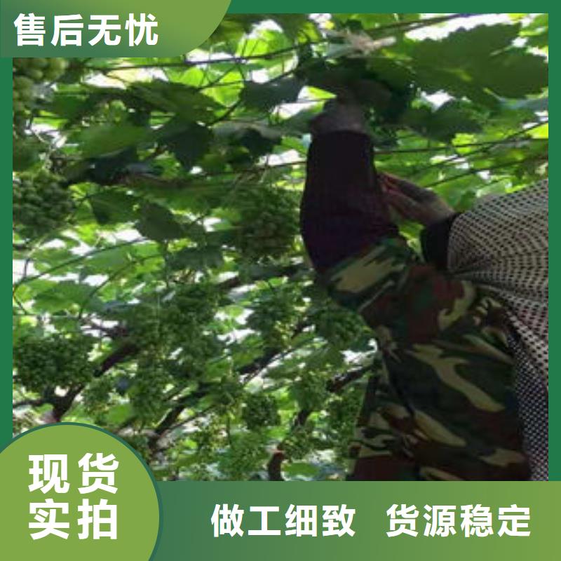 葡萄苗,蓝莓苗专注生产制造多年