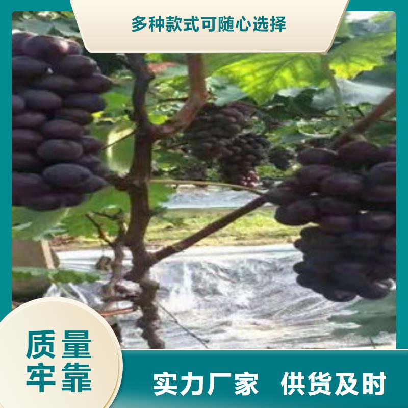 【葡萄苗】-花椒苗专业完善售后覆盖范围含|右玉|山阴|临汾|忻州|运城|吕梁|晋中|大同