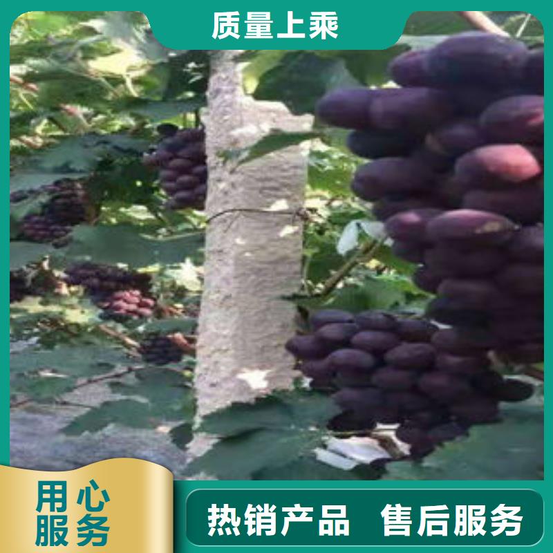 葡萄苗花椒苗海量现货