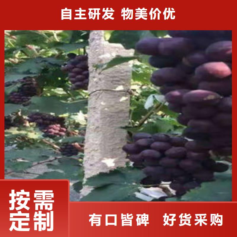 葡萄苗苹果苗优质材料厂家直销