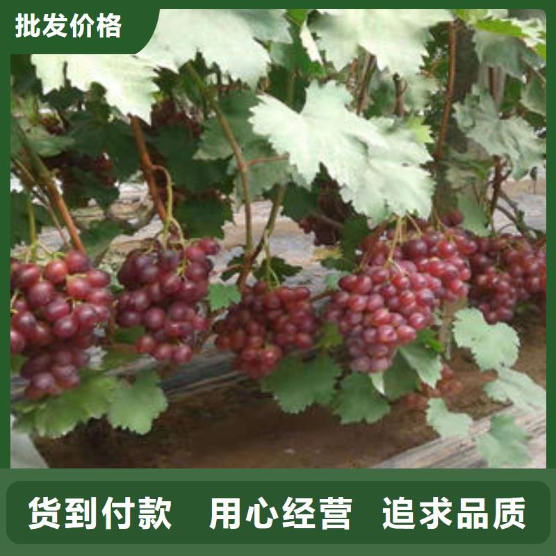 葡萄苗板栗苗精挑细选好货