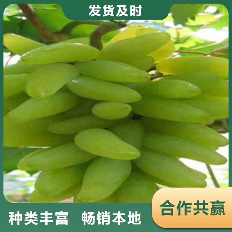【葡萄苗】-花椒苗专业完善售后覆盖范围含|右玉|山阴|临汾|忻州|运城|吕梁|晋中|大同