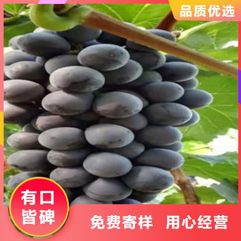 【葡萄苗】-花椒苗专业完善售后覆盖范围含|右玉|山阴|临汾|忻州|运城|吕梁|晋中|大同