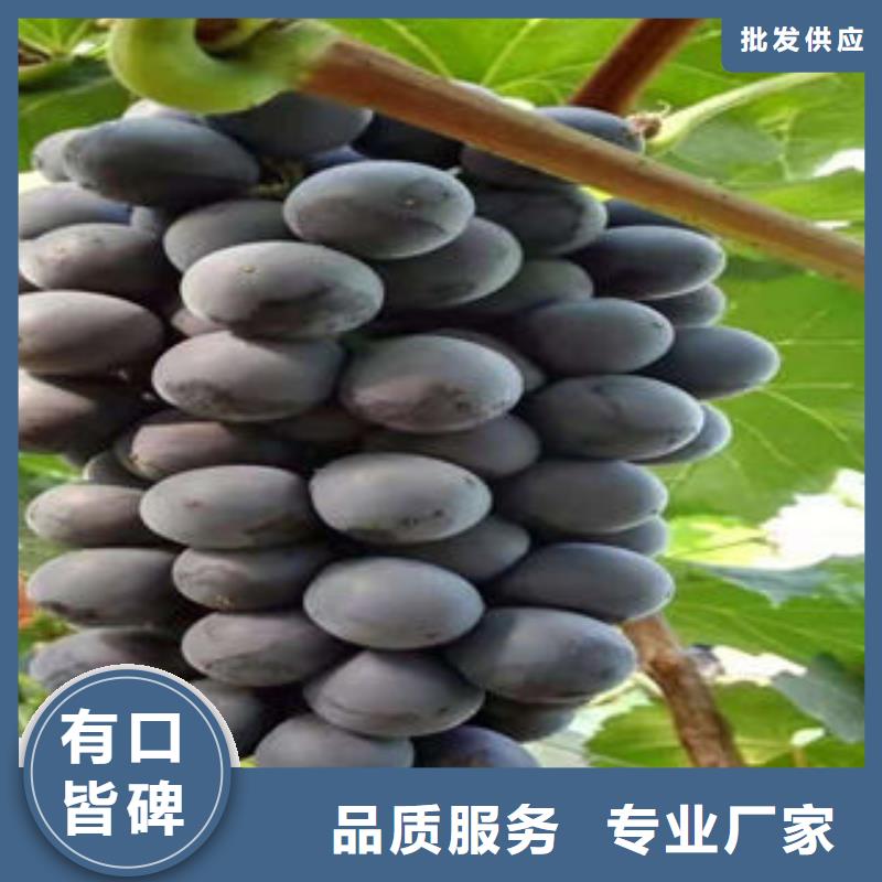 兴海葡萄苗_【李子苗】放心购