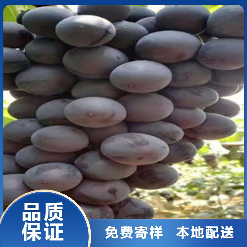 货源葡萄苗 【李子苗】源厂定制