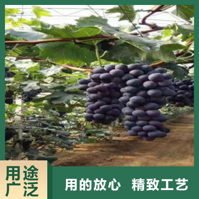 葡萄苗核桃苗适用范围广