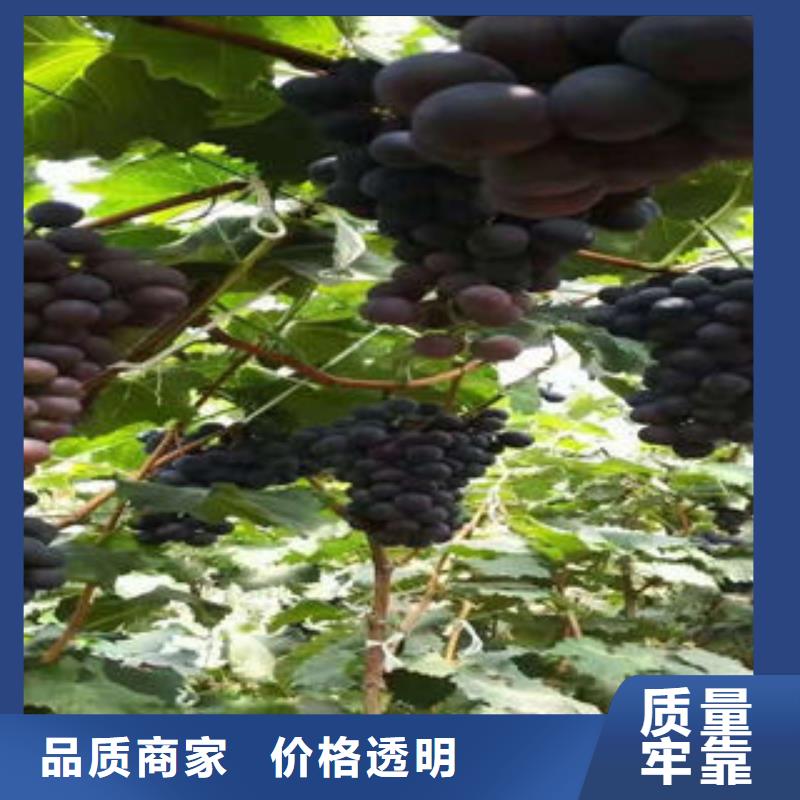 葡萄苗核桃苗适用范围广