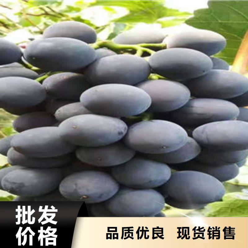 货源葡萄苗 【李子苗】源厂定制
