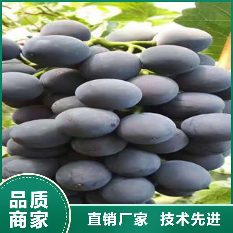 葡萄苗花椒苗海量现货