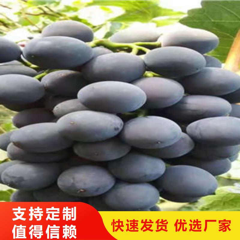 葡萄苗【山楂苗】批发价格