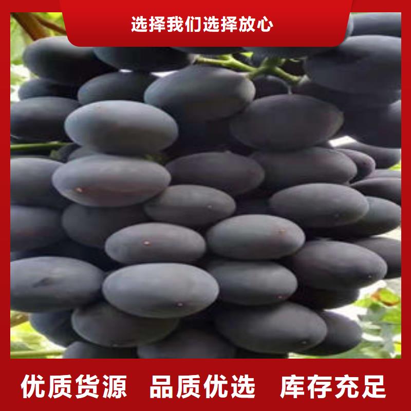 兴海葡萄苗_【李子苗】放心购