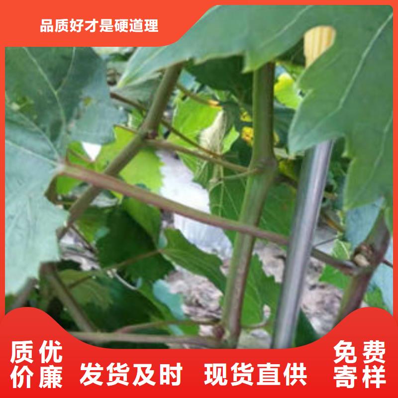 葡萄苗专注细节专注品质