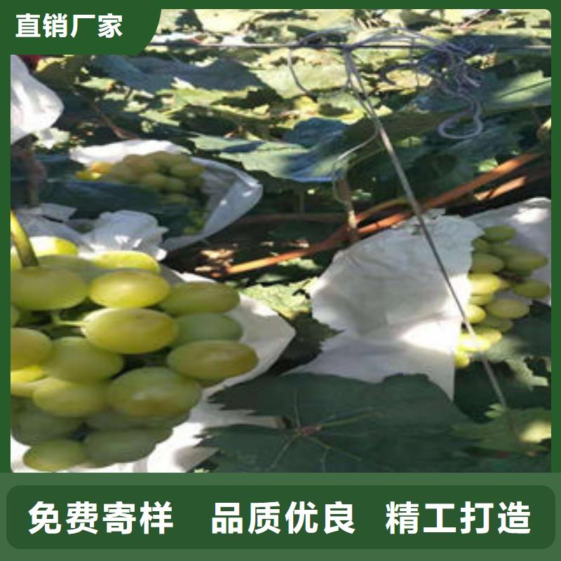 葡萄苗_蓝莓苗专注生产N年